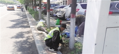 进一步提升公共绿化景观效果 适时补植补栽