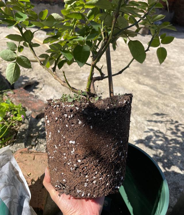 有院子养一种花，“耐寒耐晒”长势快，花苞大又多，很漂亮