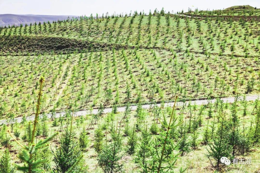 东西两山绿化再现苍松美景