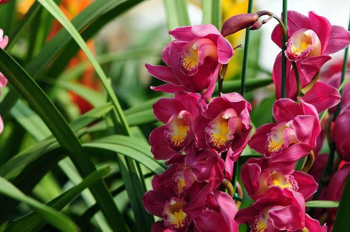 立秋后，如何养花，养花方法有何改变？看看这些你就知道了