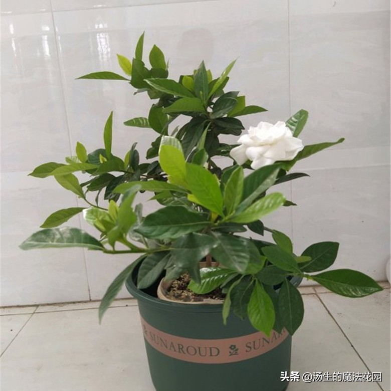 栀子花爆花小技巧，花苞蹭蹭冒，香气太迷人
