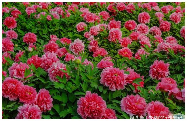 国内两座以牡丹为荣的城市，一座早已闻名海内外，一座却少有姓名