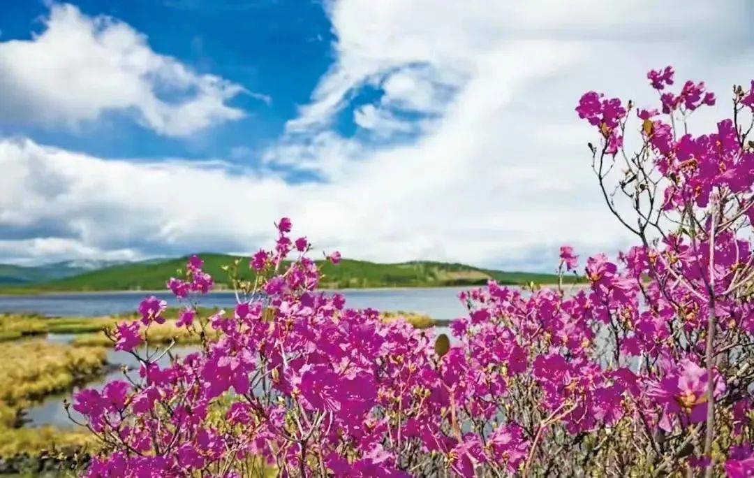 【第十五届阿尔山杜鹃节】杜鹃花：万年火山岩上开出的生命之花！