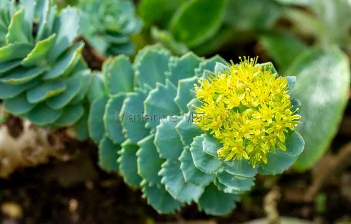 英式传统花境的现代演绎亮了,附全部植物配置品种,开眼了 英式传统花境的现代演绎亮了,附全部植物配置品种,开眼了