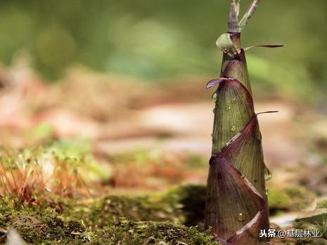 两种方法可助您根除竹子这棵大草