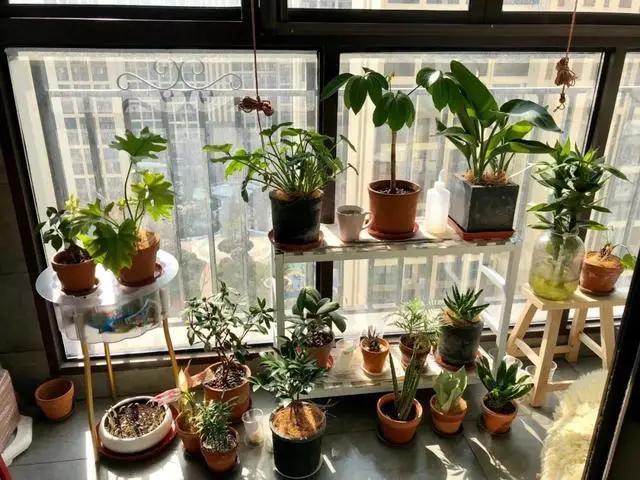养花种草时，常出现这3种情况，说明真不适合养花，请及时止损