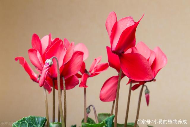 室内养“仙客来”，存在安全隐患吗？