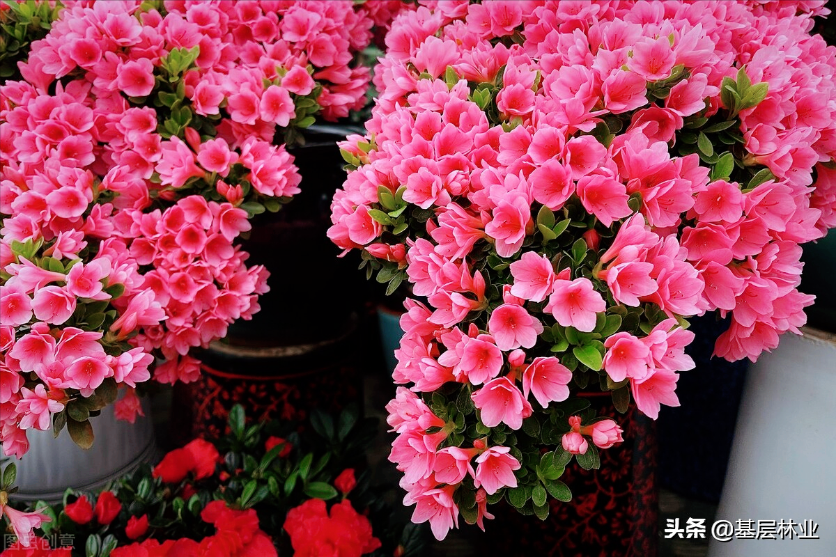 养的不开买的开，大花蕙兰春节开花的奥密