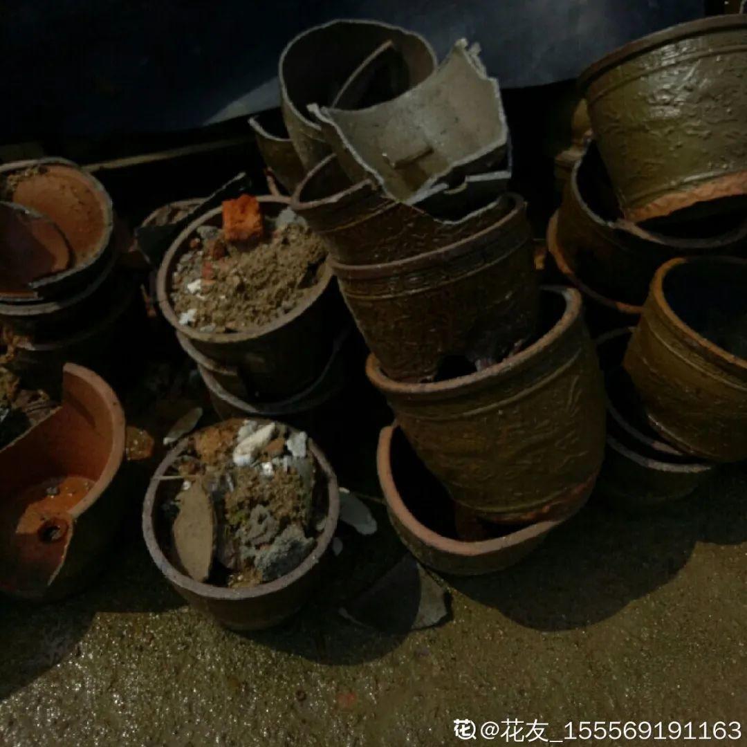 过完年，垃圾桶周围多了不少花，又要开始捡破烂儿了