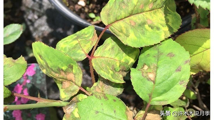 月季秋天病害多，白粉、黑斑重点防。植株健康花更多，附用药指南