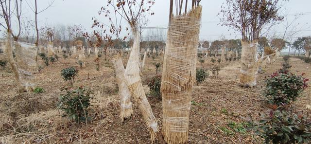 怕冷绿植过冬有啥妙招？住帐篷穿冬衣 有的还喷防冻剂