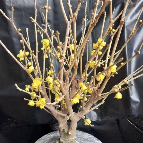 腊梅花想要多开花,做好这4个方面的工作,其实修剪工作很重要 腊梅花想要多开花,做好这4个方面的工作,其实修剪工作很重要