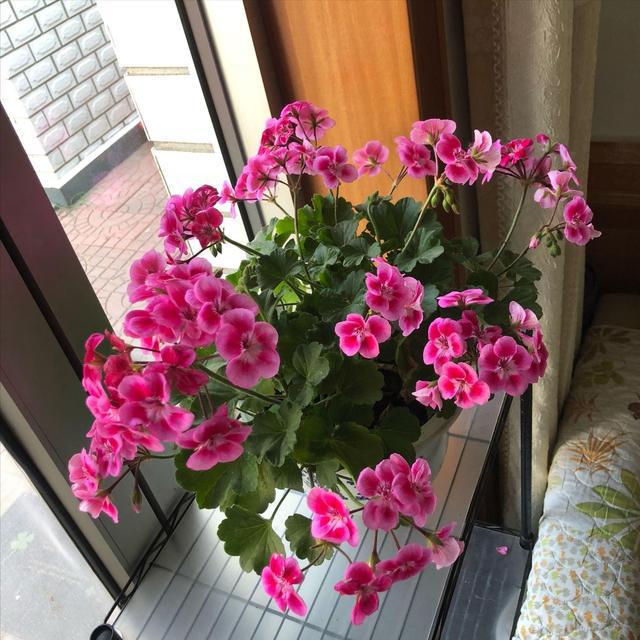 7种漂亮花，开花像“疯魔”，家里养一盆，全年开花“累不死