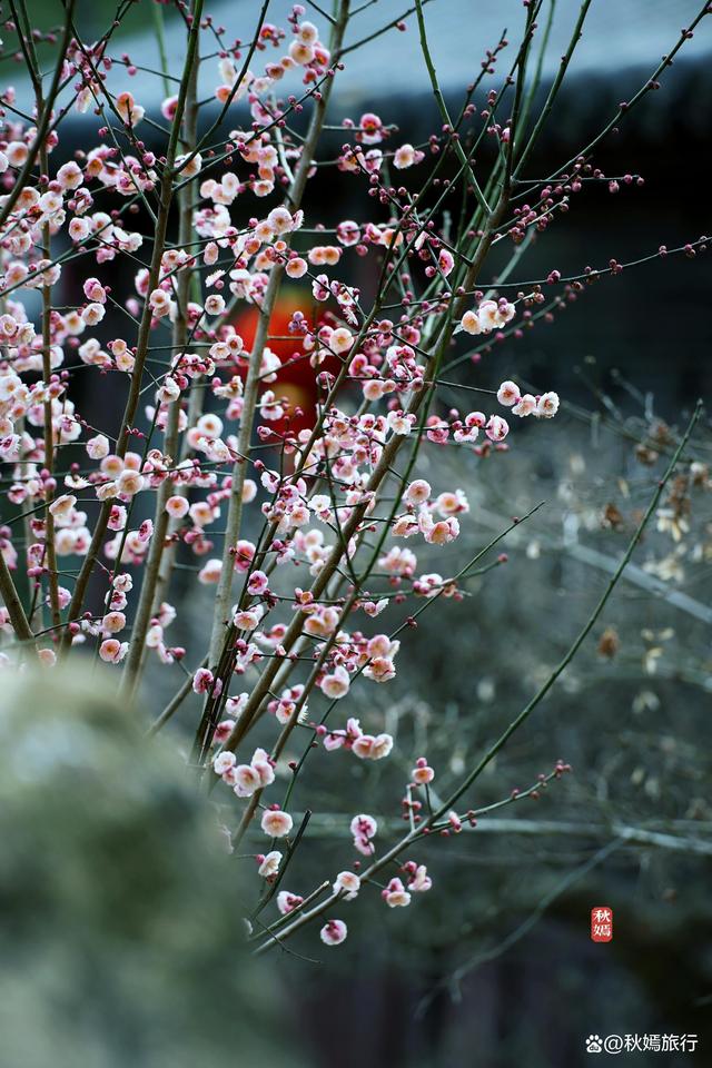春染虞城，常熟虞山脚下这座免费公园里“梅”景初现，春色如画