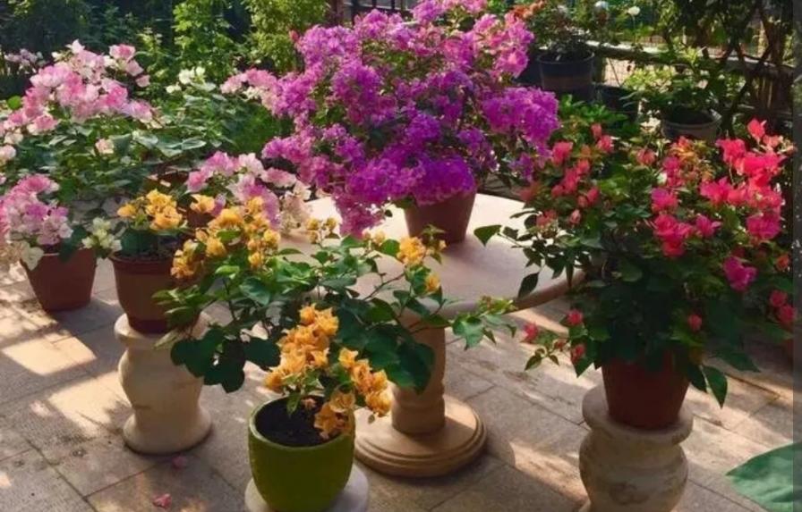 养3种花，秋天再剪一次，长出新枝就开花