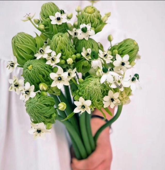 32种鲜切花花名，以及对应的花语，从此买花送人不出错