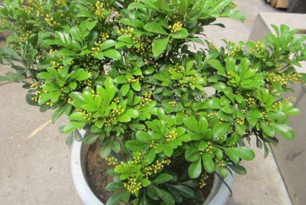 4种花喜欢“喝酸水”，每月浇一次，枝叶繁茂，叶色浓绿