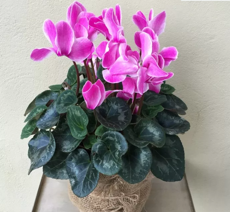 这种花给点散射光就能开花，开花比拳头还大