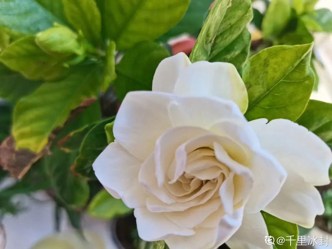 超级“喜水”的花，3天不浇水，就离死不远了