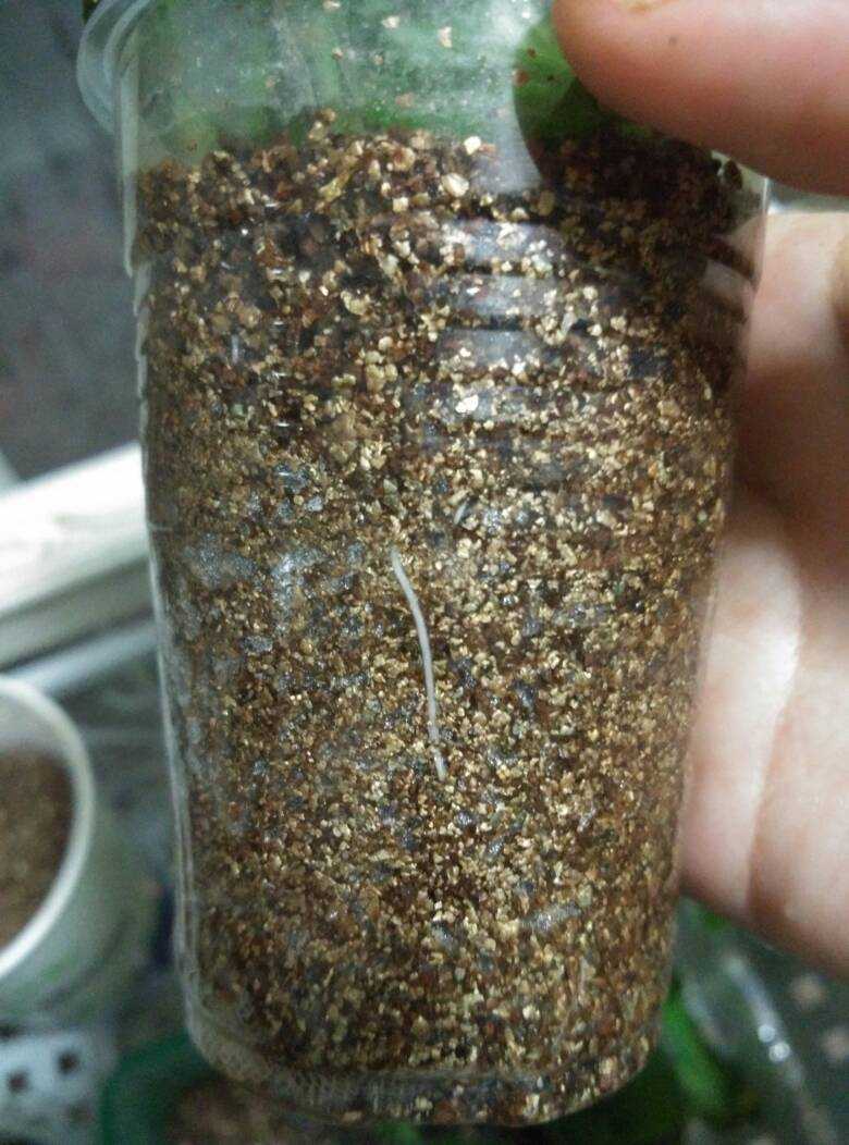 蓝雪花如何扦插？试试这3招，成活率很高，阳台变花园