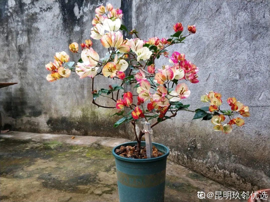春天最好养的20种花，长得快，开花勤，没病虫