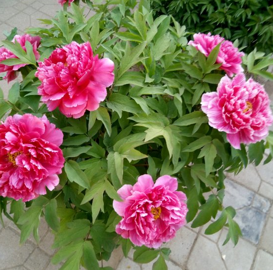 秋养牡丹花：不容易？掌握2个小技巧，照样枝叶繁茂、开花绚烂