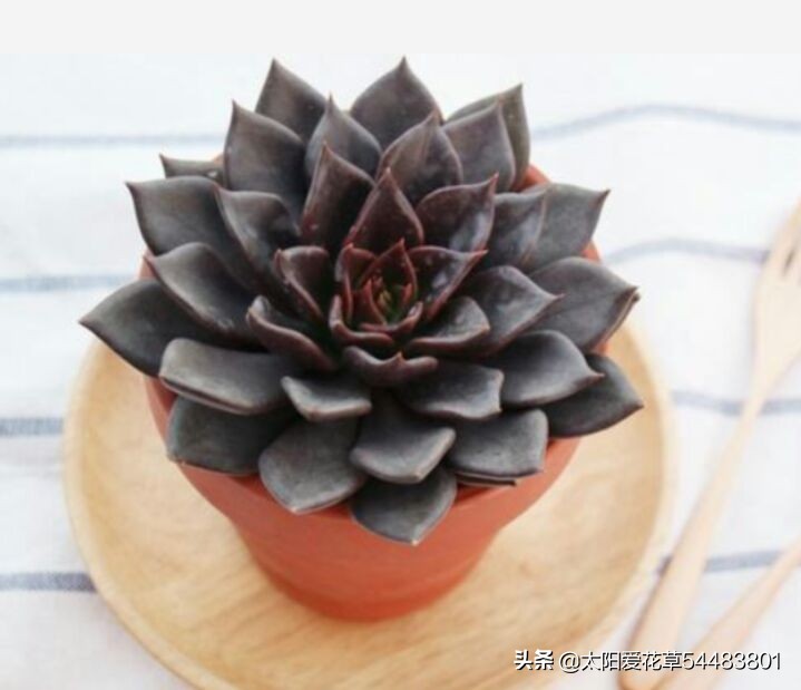 多肉黑王子锦你见过吗，秋天这样养护它叶色出锦多变，超级完美