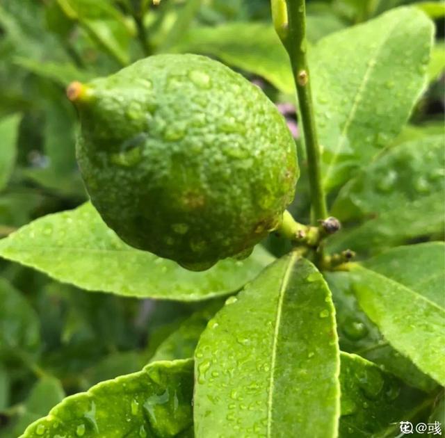 9种花，天热也要施肥，否则活不长，越养越差劲