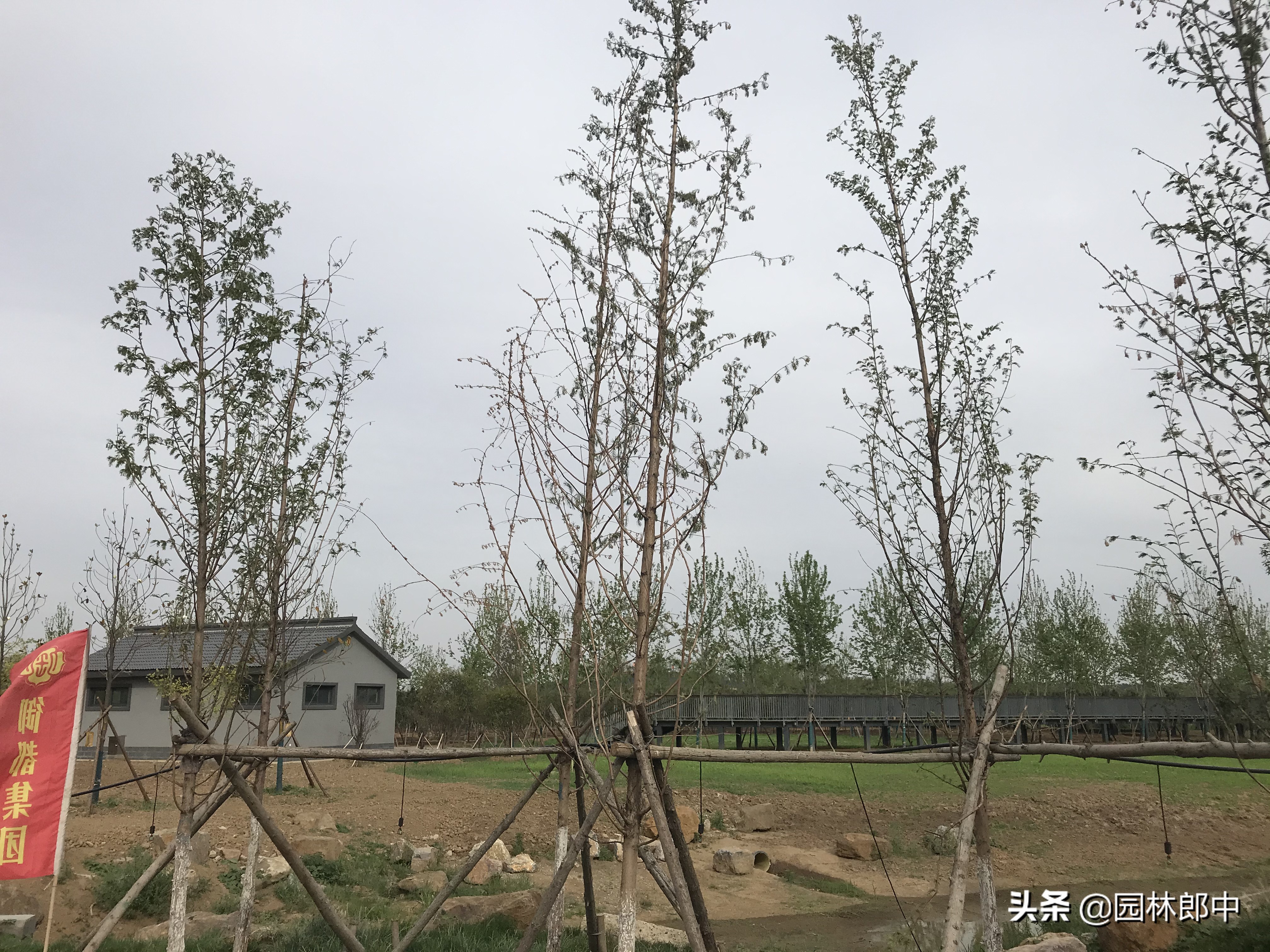 水杉长势越来越差，树干上还有许多小虫孔，怎么回事儿？