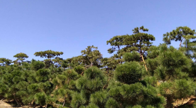 干旱山区提升油松造林质量的技术要点