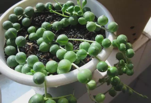 新手养花基础知识大全