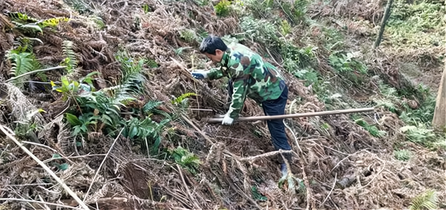 林业造林技术的应用分析 林业造林技术的应用分析