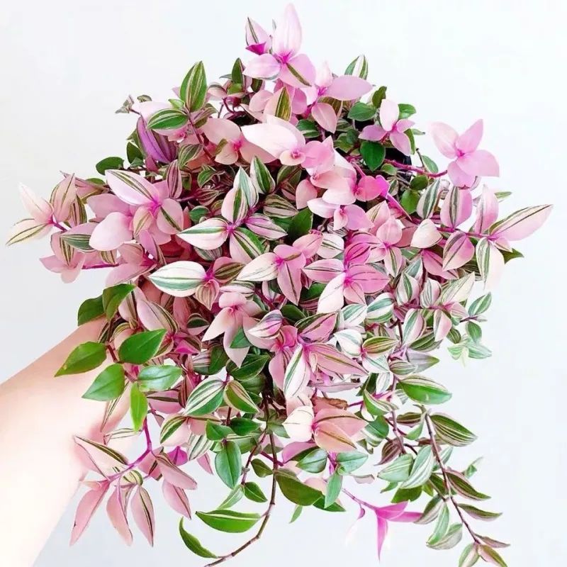 叶片如油画似婚纱，鸭跖草吊兰锦品种多样，绚烂璀璨浪漫端庄