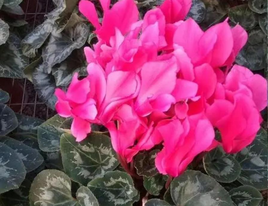 7种漂亮花，家里阳光少也能养，光照太强反而长不好
