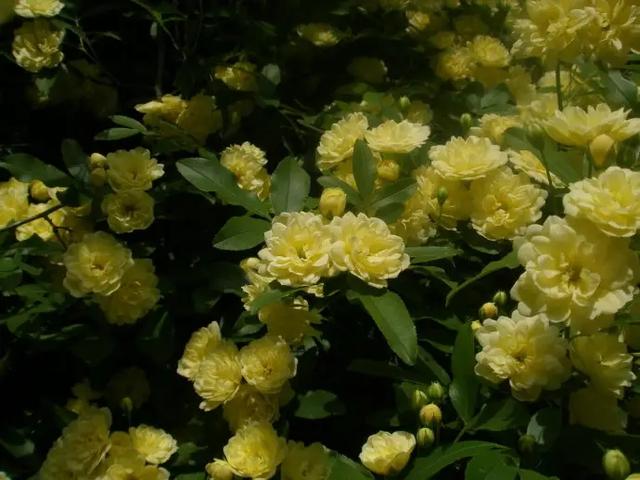 院子再小，也要养株它，慢慢开成花海，开花养眼，亲戚朋友都说香