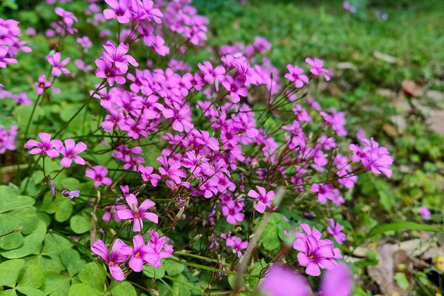 天热爱“喝水”的6种花，缺水就黄叶，给水就“灿烂”