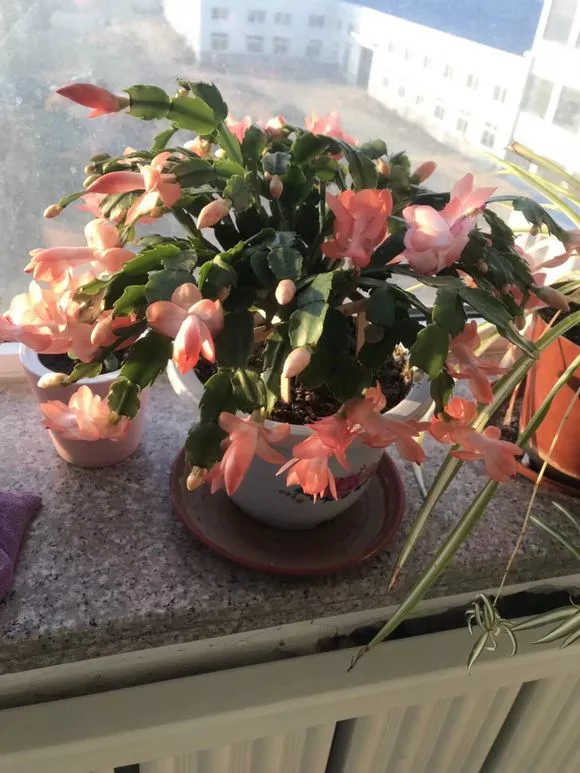 5种花千万别乱浇水，浇得越多，死得越快