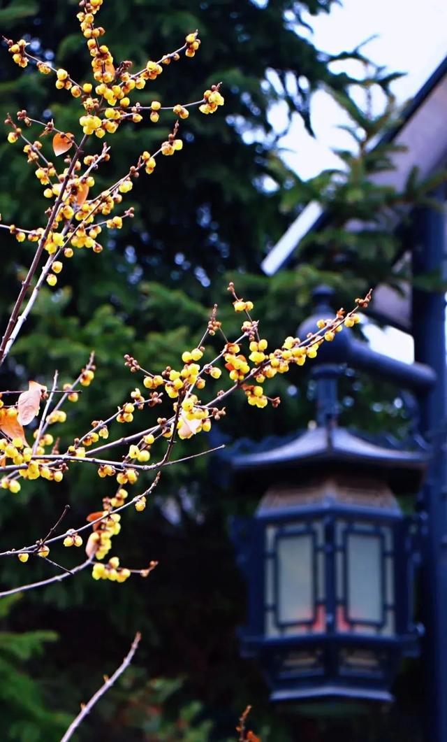 今冬第一花，开了