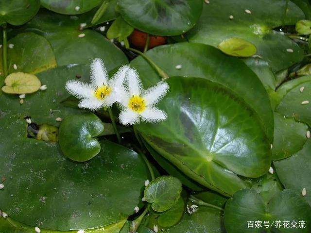 五种养护难度较低的水生植物，都很适合养成小盆栽