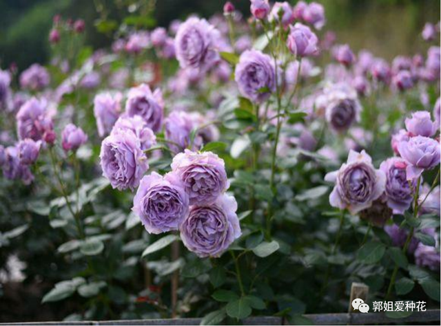 10种经典“蓝紫色月季”品种，你喜欢吗？
