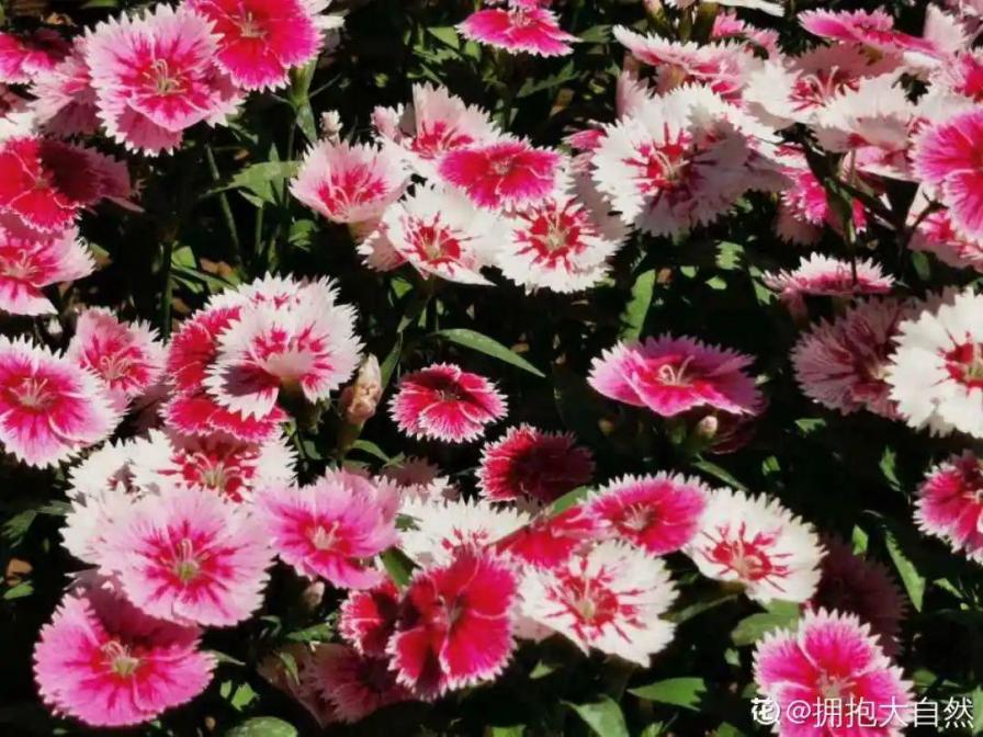 院子里种3种花，气质更高级，谁见都要夸