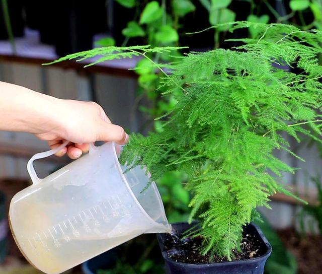 文竹喜欢水吗，应该如何给文竹浇水