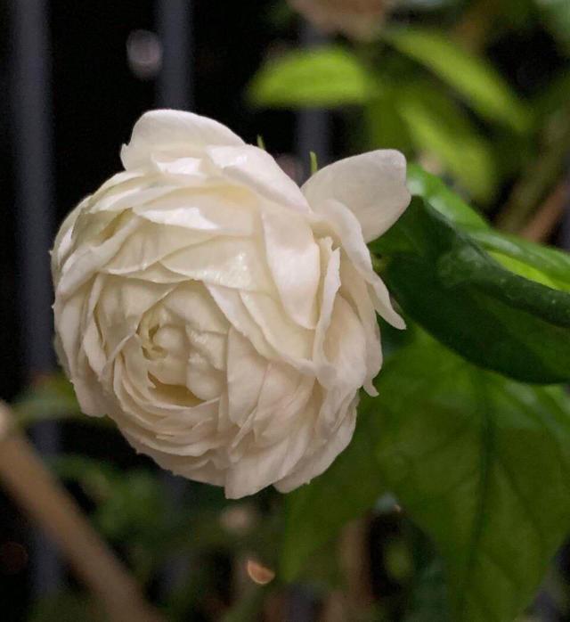 见过颜值极高的虎头茉莉吗？芬芳馥郁，花期长，新手养花首选