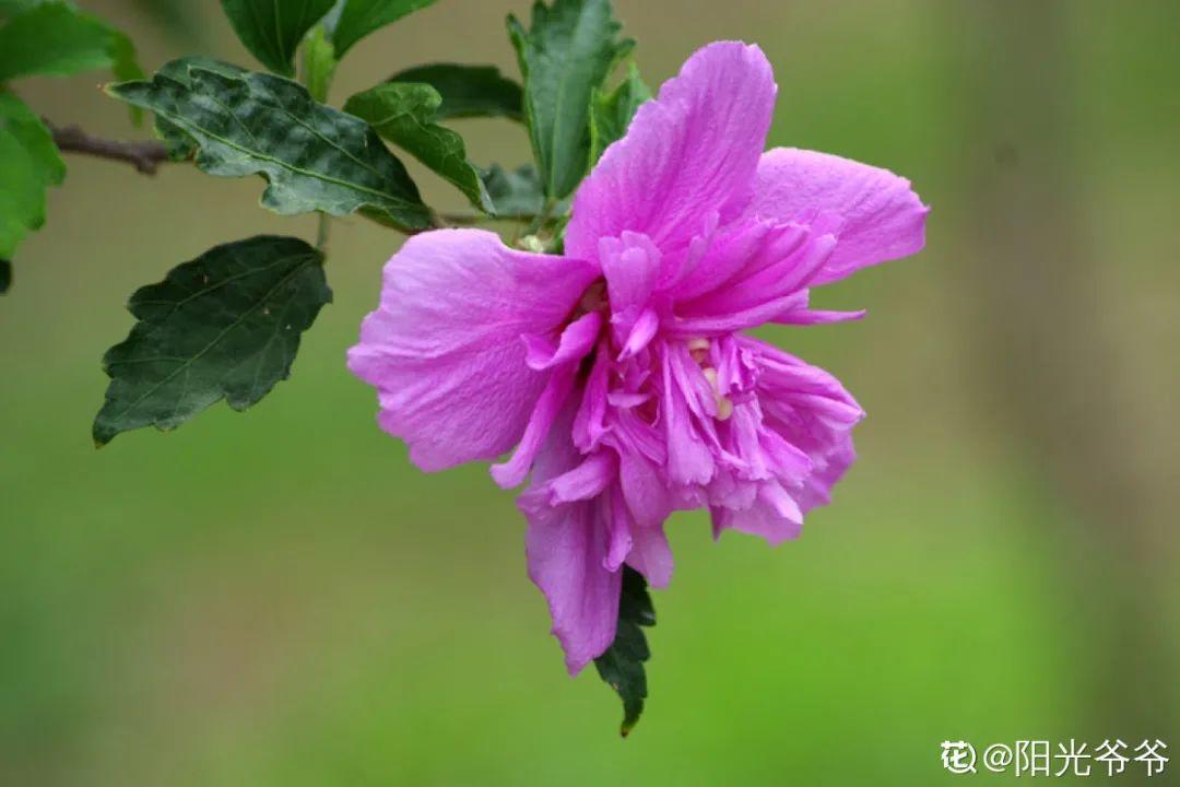 零下20℃，冻不死的花，不用搬进屋