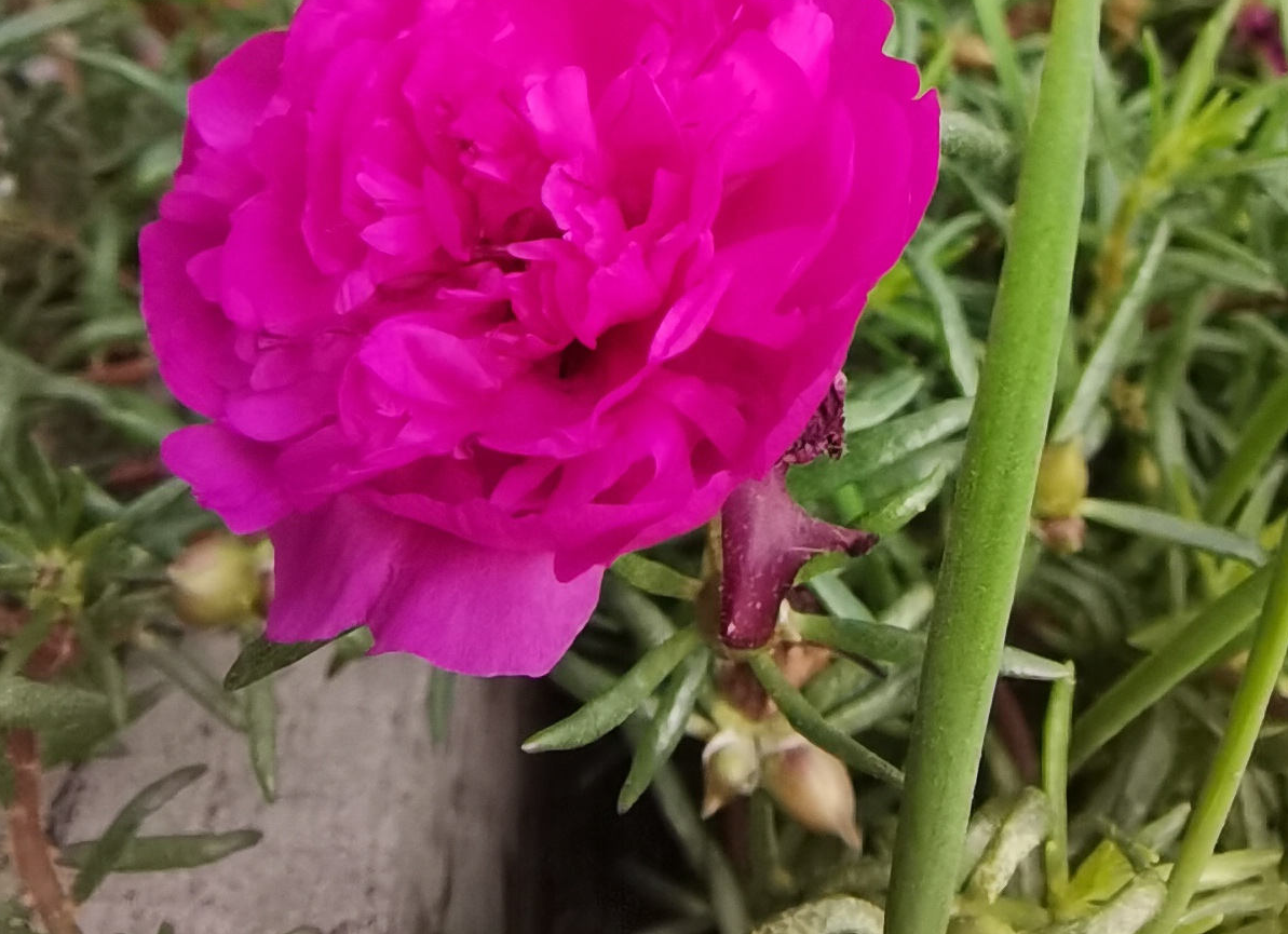 松叶牡丹，太阳花里的翘楚，开花比牡丹还美
