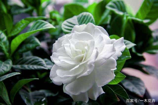 5种“香水花”，一盆比一盆香，香味像法国香水，多养几盆香满屋