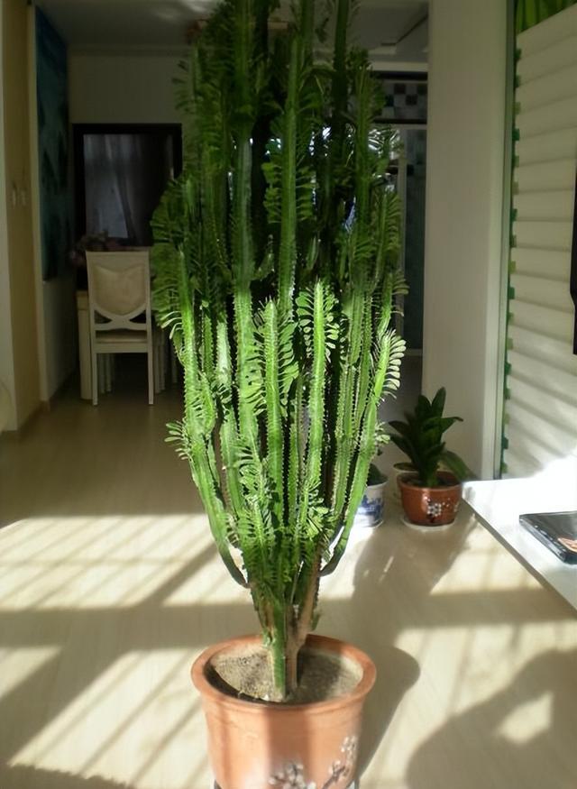 5种“富贵花”，能活一百年，小苗不值钱，老桩“值千元”