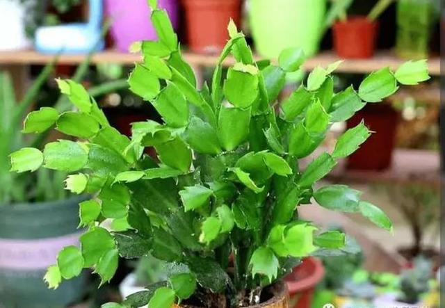 夏天温度高，5种花最怕晒，一晒就黄叶枯萎