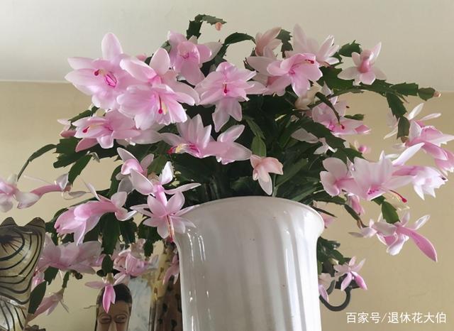 适合早春扦插育苗的3种植物，每一个都花叶俱美，易活养眼