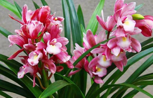 建议每位养花人：阳台养花首选这种花，花香浓郁，修养身心
